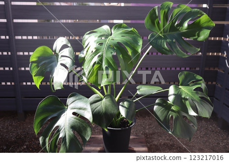 龜背竹,沐浴在陽光下的室內植物 龜背竹,沐浴在陽光下的室內植物 123217016