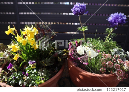 水仙花和銀蓮花盆 水仙花和銀蓮花盆 123217017