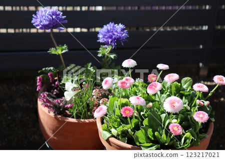 Daisy and anemone pot Daisy and anemone pot 123217021