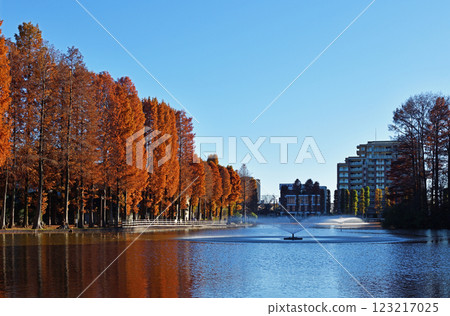 Autumnal Metasequoia trees and blue sky Autumnal Metasequoia trees and blue sky 123217025