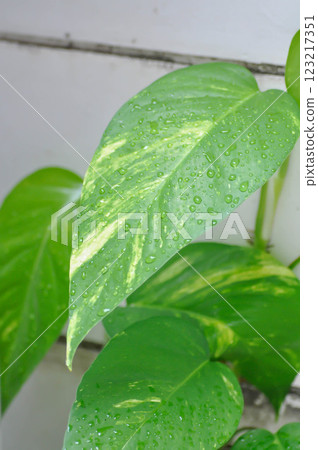 Epipremnum, Epipremnum Pinnatum Variegata or Epipremnum pinnatum variegated albo Epipremnum, Epipremnum Pinnatum Variegata or Epipremnum pinnatum variegated albo 123217351