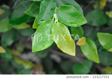 ficus pumila or climbing fig or MORACEAE and dew drop 123217352