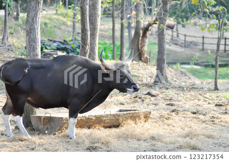 Gaur or cow or wild buffalo Gaur or cow or wild buffalo 123217354
