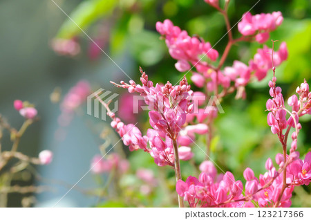 Antigonon leptopus , Coral vine or Mexican creeper or Chain of love or Pink vine or Honolulu Creeper or POLYGONACEAE Antigonon leptopus , Coral vine or Mexican creeper or Chain of love or Pink vine or Honolulu Creeper or POLYGONACEAE 123217366
