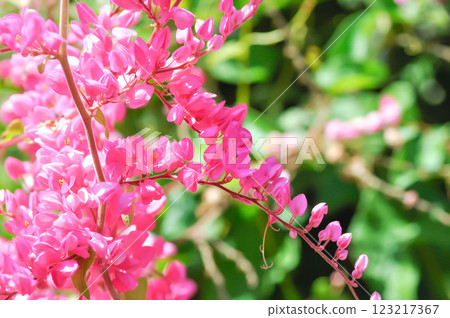 Antigonon leptopus , Coral vine or Mexican creeper or Chain of love or Pink vine or Honolulu Creeper or POLYGONACEAE Antigonon leptopus , Coral vine or Mexican creeper or Chain of love or Pink vine or Honolulu Creeper or POLYGONACEAE 123217367