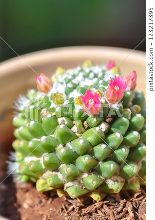 Mammillaria or Mammillaria erusamu f or rebutia minuscula, cactus or succulent with flower or cactus flower 123217395