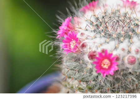 Mammillaria carmenae ,Mammillaria or cactus or succulent or Mammillaria carmenae with pink flower Mammillaria carmenae ,Mammillaria or cactus or succulent or Mammillaria carmenae with pink flower 123217396