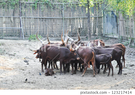 Ankole Watusi or cow or mammal Ankole Watusi or cow or mammal 123217414