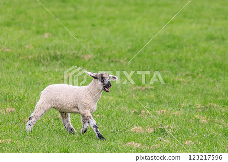 Shimukappu Village, Hokkaido: Lamb Walking [May] 123217596