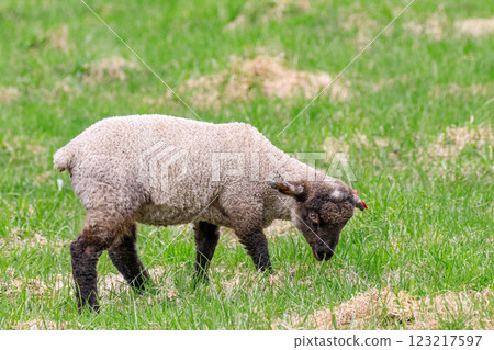 Shimukappu Village, Hokkaido: Lamb Walking [May] 123217597