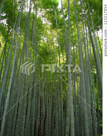 綿延向天的毛竹林 綿延向天的毛竹林 123217854