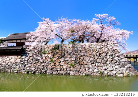 海津城公園的櫻花 123218219