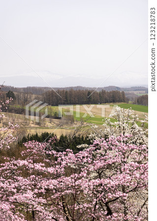北海道上富良野市深山嶺的櫻花 北海道上富良野市深山嶺的櫻花 123218783