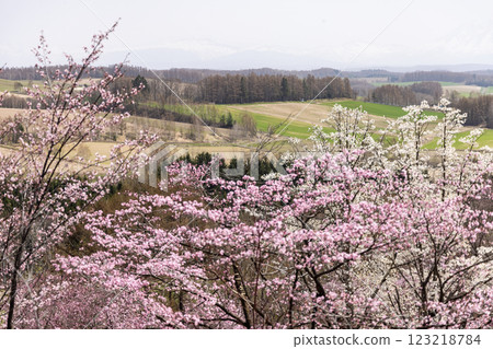 Cherry blossoms at Miyama Pass in Kamifurano, Hokkaido 123218784