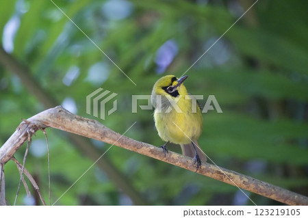 Hahajima's meglo 123219105