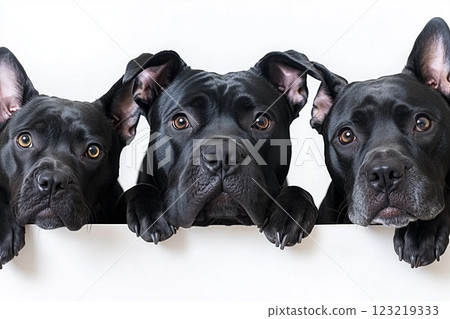 Three Dogs Peeking Over a White Surface with an Adorable Expression on Their Faces 123219333