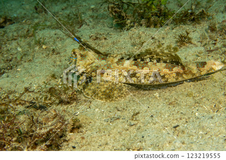 Fingered Dragonet a fish with two antennas that looks like something from a comics Fingered Dragonet a fish with two antennas that looks like something from a comics 123219555