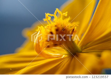 A super macro photo of a yellow Cosmos sulphureus from Luzon, Philippines. Close-up view of stamen 123219557