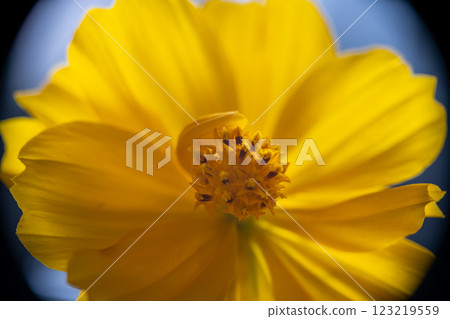 A super macro photo of a yellow Cosmos sulphureus from Luzon, Philippines. Close-up of stamen 123219559