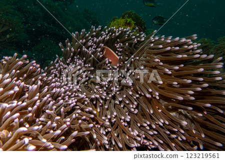 Orange anemonefish, Amphiprion sandaracinos, peaking out from its host a Long Tentacle Plate Coral 123219561