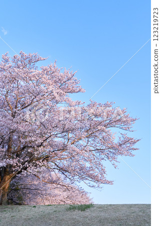 Dynamic full-bloom cherry tree against blue sky background 123219723