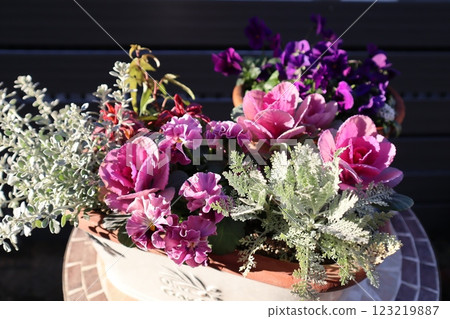 Frilled pansy planting and potting Frilled pansy planting and potting 123219887