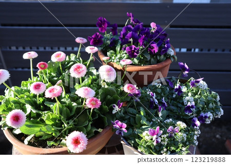 Potted daisies and flower pots Potted daisies and flower pots 123219888