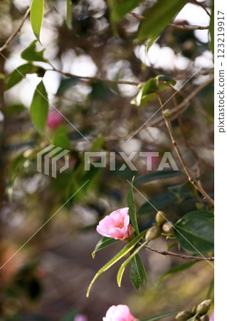 茶花 123219917