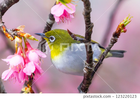 Nago Castle Park Sakura Garden, Nago City, Okinawa Prefecture Ryukyu white-eye that inhabits the Nansei Islands and Ryukyu Kanhizakura that blooms the earliest in Japan 123220123