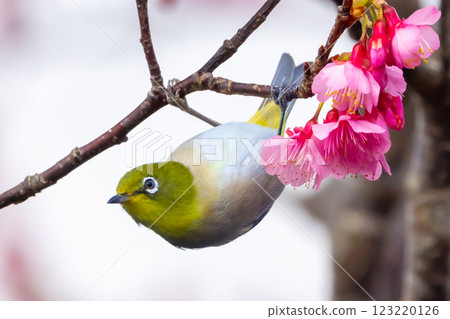 Nago Castle Park Sakura Garden, Nago City, Okinawa Prefecture Ryukyu white-eye that inhabits the Nansei Islands and Ryukyu Kanhizakura that blooms the earliest in Japan Nago Castle Park Sakura Garden, Nago City, Okinawa Prefecture Ryukyu white-eye that inhabits the Nansei Islands and Ryukyu Kanhizakura that blooms the earliest in Japan 123220126