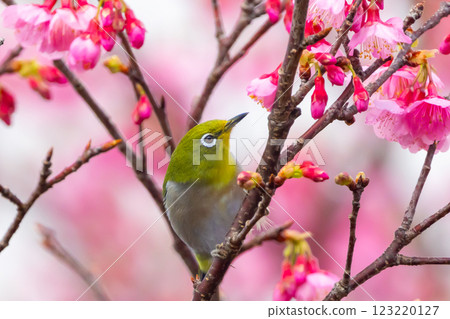 Nago Castle Park Sakura Garden, Nago City, Okinawa Prefecture Ryukyu white-eye that inhabits the Nansei Islands and Ryukyu Kanhizakura that blooms the earliest in Japan 123220127