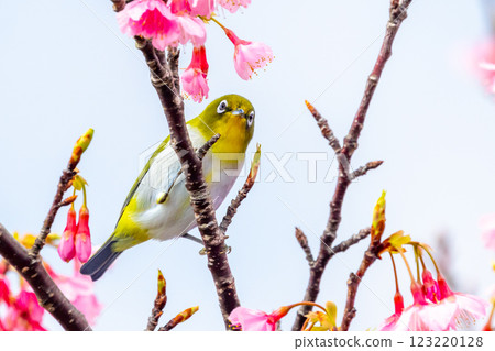 沖繩縣名護市名護城公園櫻花園棲息於南西諸島的琉球白眼櫻和日本最早開花的琉球寒緋櫻 123220128