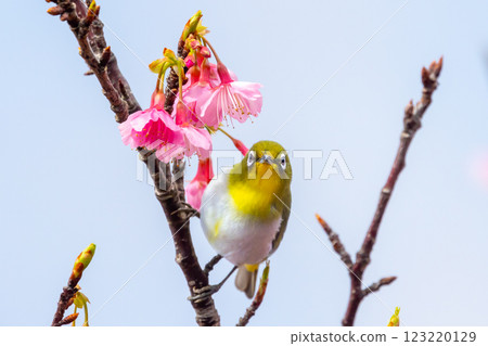 沖繩縣名護市名護城公園櫻花園棲息於南西諸島的琉球白眼櫻和日本最早開花的琉球寒緋櫻 123220129