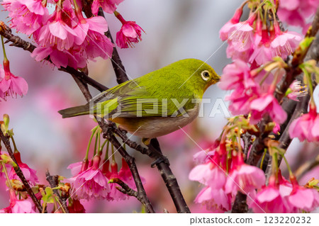 Nago Castle Park Sakura Garden, Nago City, Okinawa Prefecture Ryukyu white-eye that inhabits the Nansei Islands and Ryukyu Kanhizakura that blooms the earliest in Japan 123220232