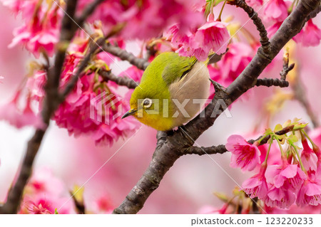 Nago Castle Park Sakura Garden, Nago City, Okinawa Prefecture Ryukyu white-eye that inhabits the Nansei Islands and Ryukyu Kanhizakura that blooms the earliest in Japan 123220233