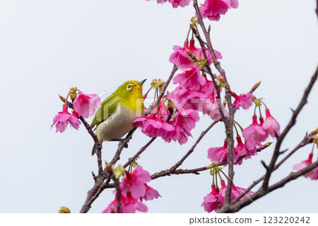 沖繩縣名護市名護城公園櫻花園棲息於南西諸島的琉球白眼櫻和日本最早開花的琉球寒緋櫻 123220242