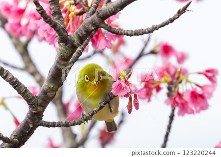 Nago Castle Park Sakura Garden, Nago City, Okinawa Prefecture Ryukyu white-eye that inhabits the Nansei Islands and Ryukyu Kanhizakura that blooms the earliest in Japan 123220244