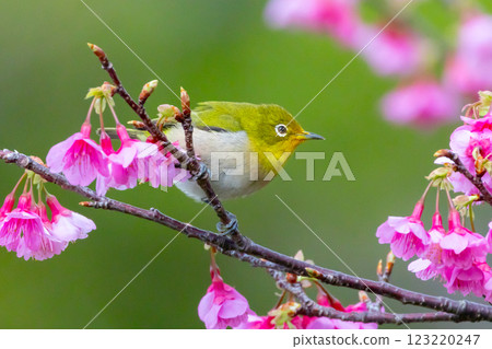 沖繩縣名護市名護城公園櫻花園棲息於南西諸島的琉球白眼櫻和日本最早開花的琉球寒緋櫻 沖繩縣名護市名護城公園櫻花園棲息於南西諸島的琉球白眼櫻和日本最早開花的琉球寒緋櫻 123220247