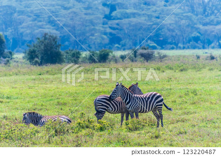 Zebra in Lake Nakuru National Park Zebra in Lake Nakuru National Park 123220487