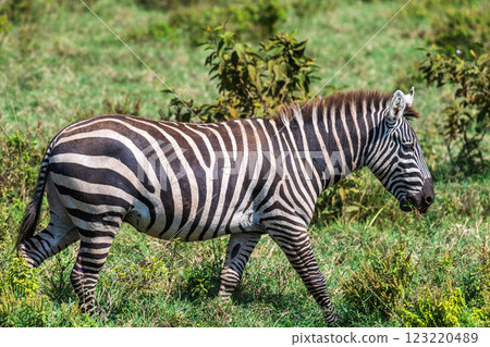 Zebra in Lake Nakuru National Park Zebra in Lake Nakuru National Park 123220489