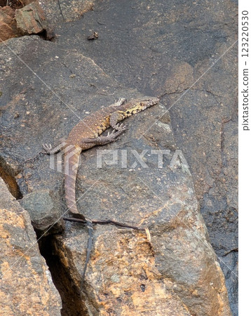 大蜥 大蜥 123220530