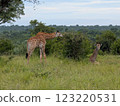 Giraffe eating and resting 123220531