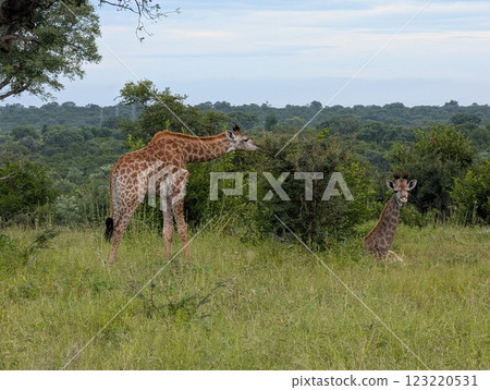 長頸鹿進食休息 123220531