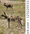 African wild dog 123220533