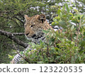 Leopard hunting for prey 123220535