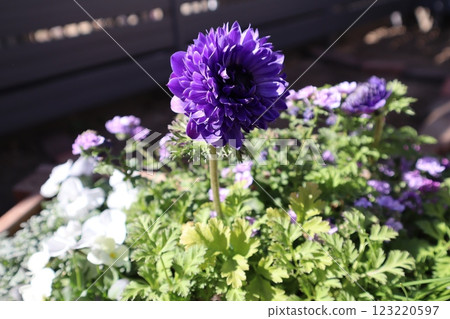Purple flower anemone porto Purple flower anemone porto 123220597