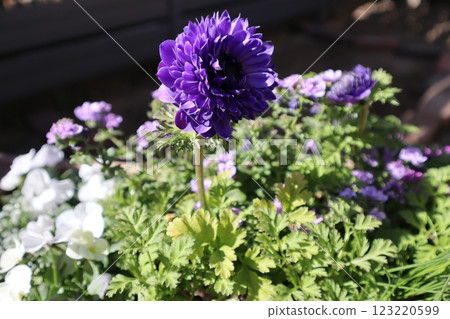Purple flower anemone porto Purple flower anemone porto 123220599