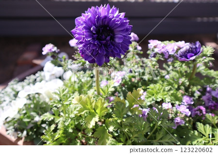 Purple flower anemone porto Purple flower anemone porto 123220602