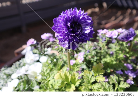 Purple flower anemone porto 123220603