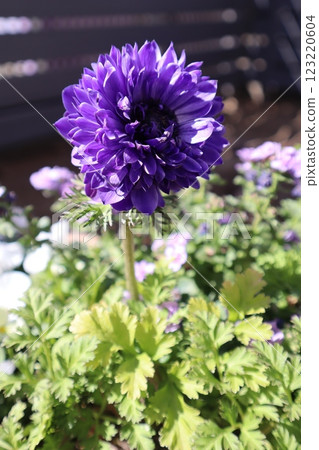 Purple flower anemone porto Purple flower anemone porto 123220604